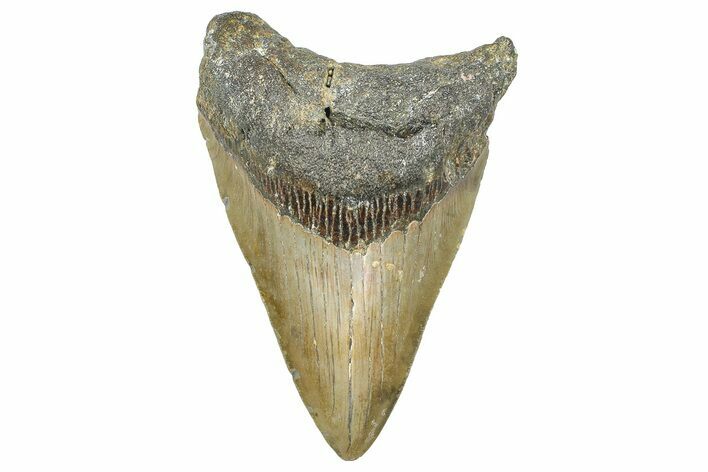 Serrated, Fossil Megalodon Tooth - North Carolina #346342